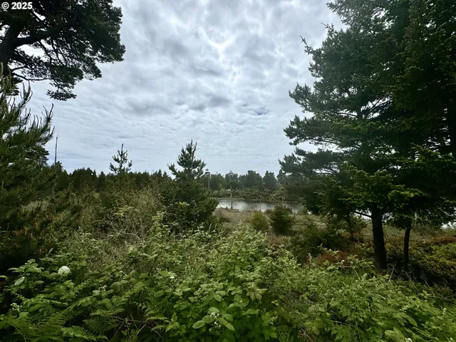 a view of a bunch of trees