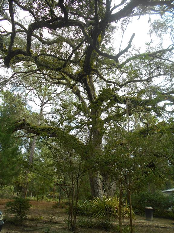 20425 Northeast 143rd Street Fort McCoy, FL 32134 - Photo 34 of 71