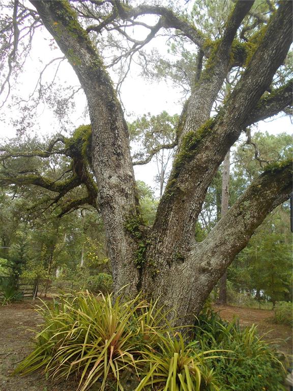 20425 Northeast 143rd Street Fort McCoy, FL 32134 - Photo 36 of 71
