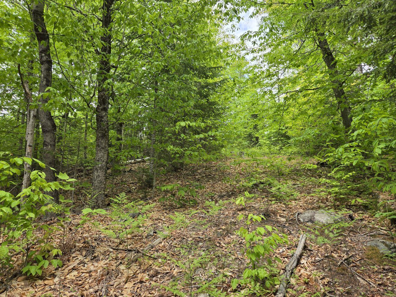 Lot 10 Staples Pond Road Temple, ME 04984 - Photo 10 of 56 20260528_130409_result