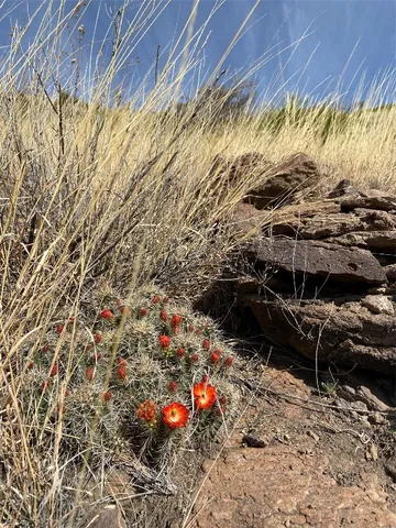 a view of beach and ocean