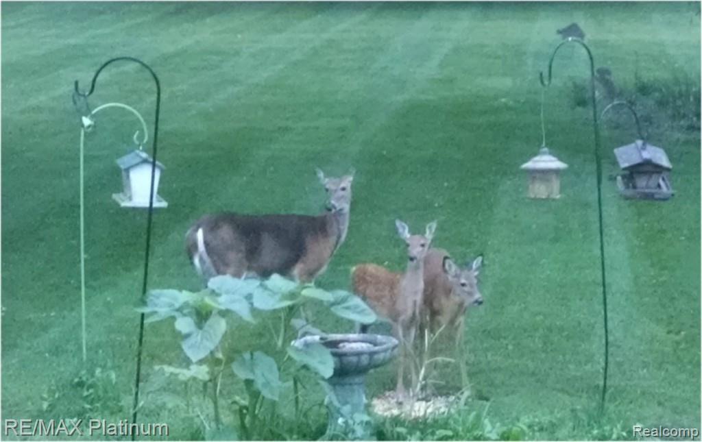 7210 Crofoot Road Fowlerville, MI 48836 - Photo 14 of 40 deer2 - Copy.jpg