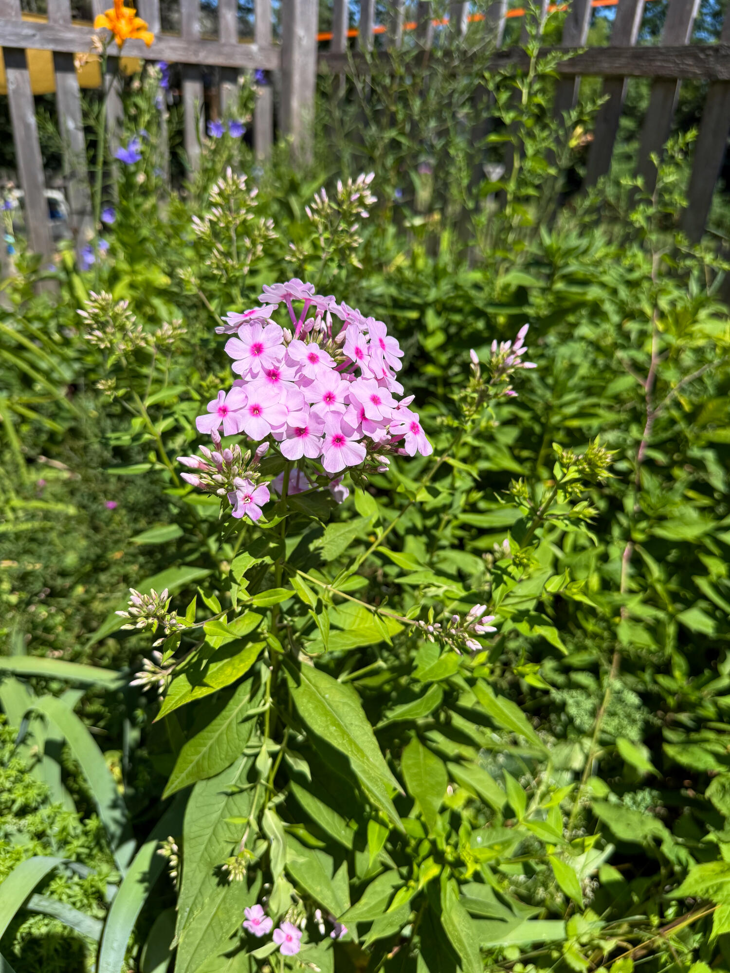 105 Main Road North Hampden, ME 04444 - Photo 50 of 53 Flower gardens(1)