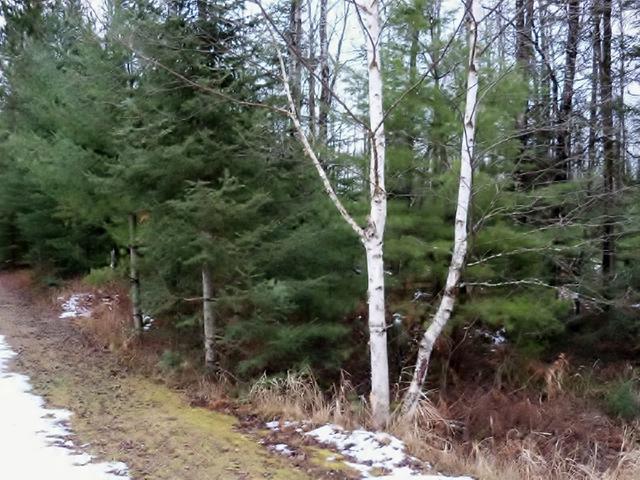 Lot 6 Burnt Bridge Road St. Germain, WI 54558 - Photo 2 of 3 Gallery Image 2