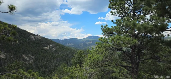 a view of a forest with a tree