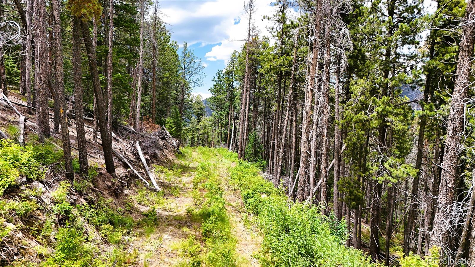 8077 Drew Hill Road Golden, CO 80403 - Photo 14 of 50