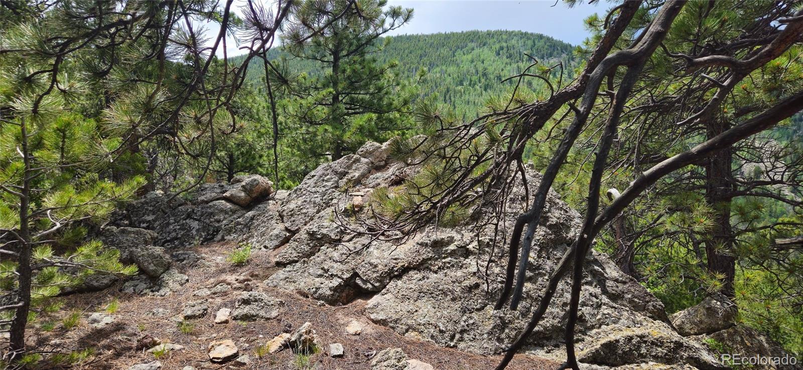 8077 Drew Hill Road Golden, CO 80403 - Photo 15 of 50 a view of a forest with a tree