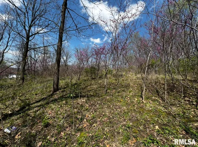 a view of a yard with large trees