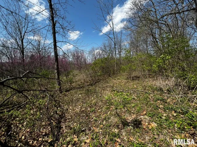 a view of a yard with large trees