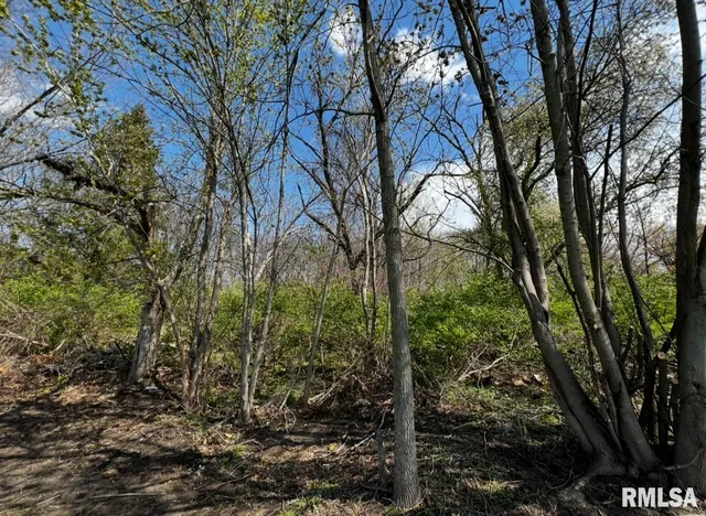 a view of a forest filled with trees