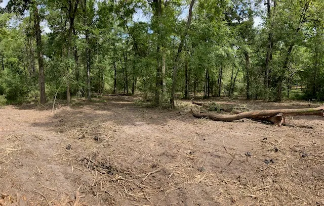 a view of a backyard with trees
