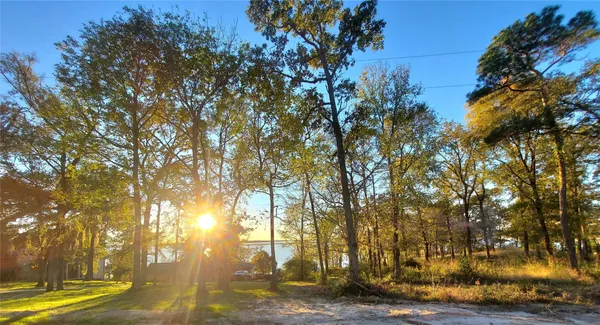 a view of yard with tree