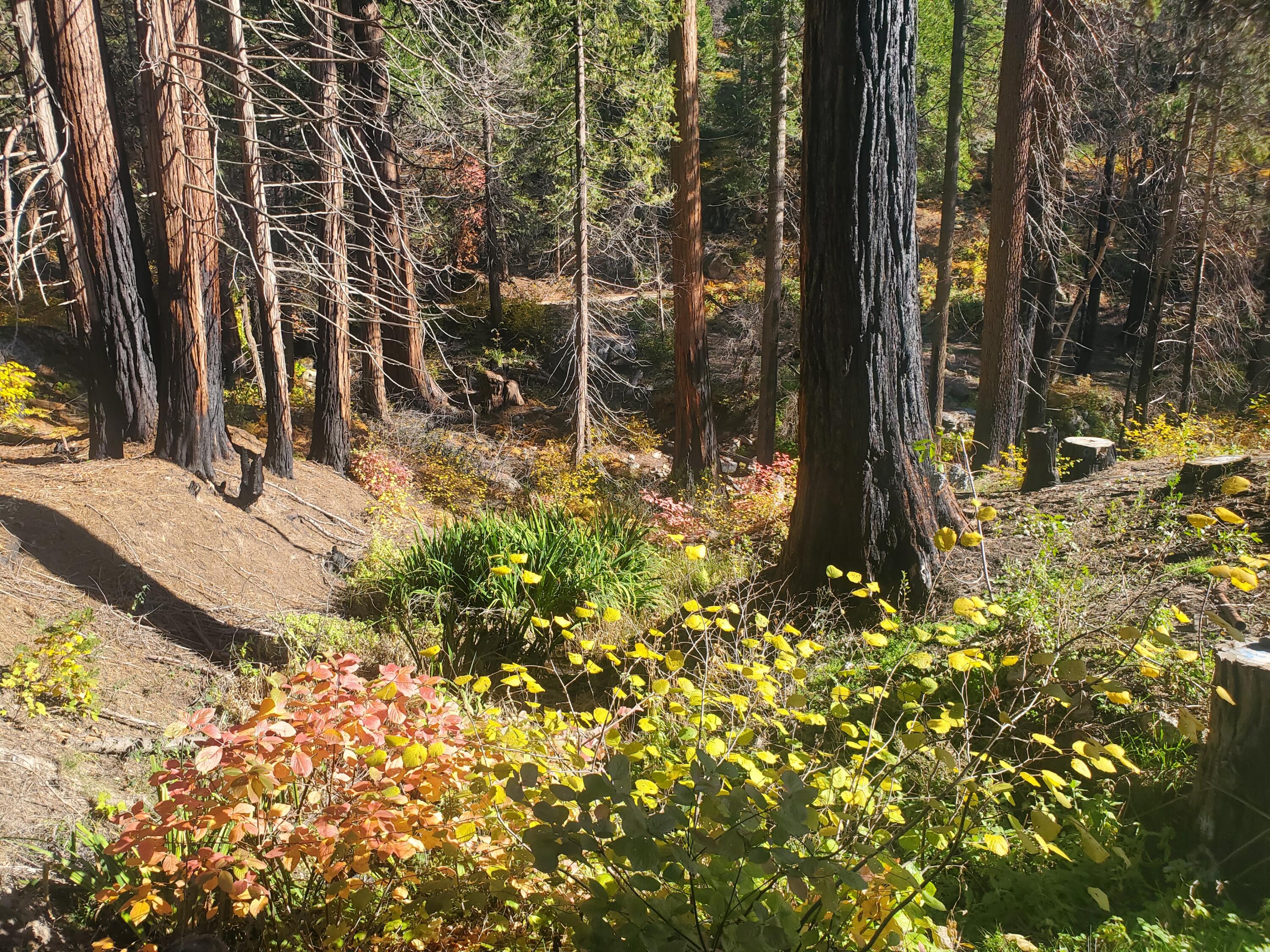 Balch Park Road Springville, CA 93265 - Photo 2 of 6 20231109_131013