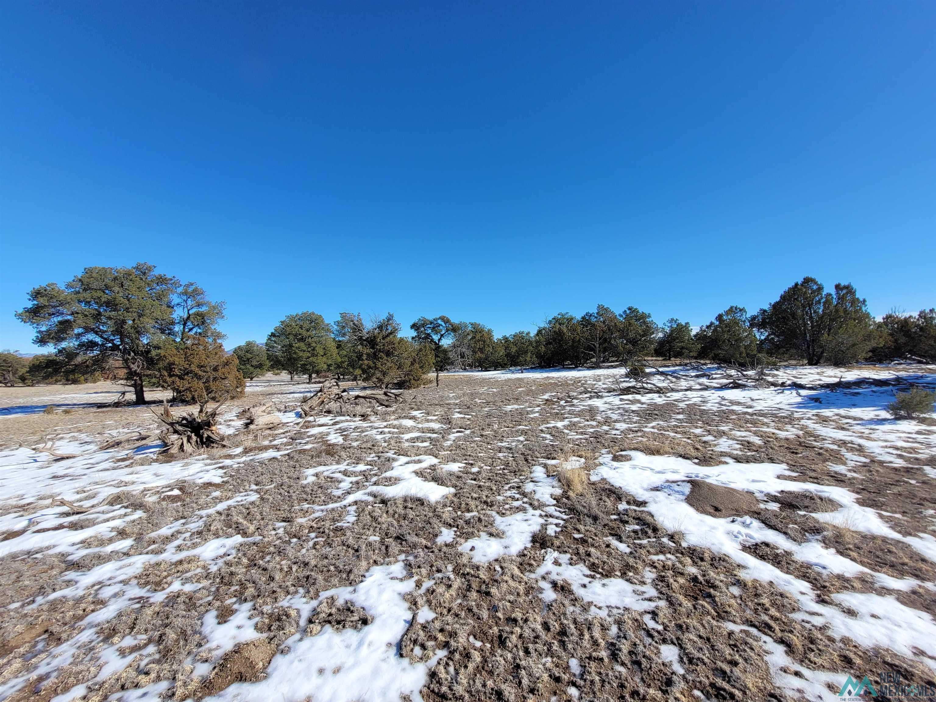 1 Jackass Lane, Unit 1 Datil, NM 87821 - Photo 20 of 46 Yard layered in snow with view of wooded area