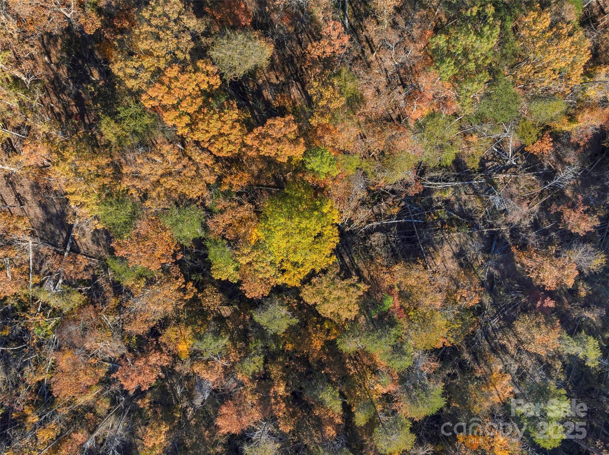 0 Bud Davis Road, Unit 4 Vale, NC 28168 - Photo 12 of 22 a view of a tree