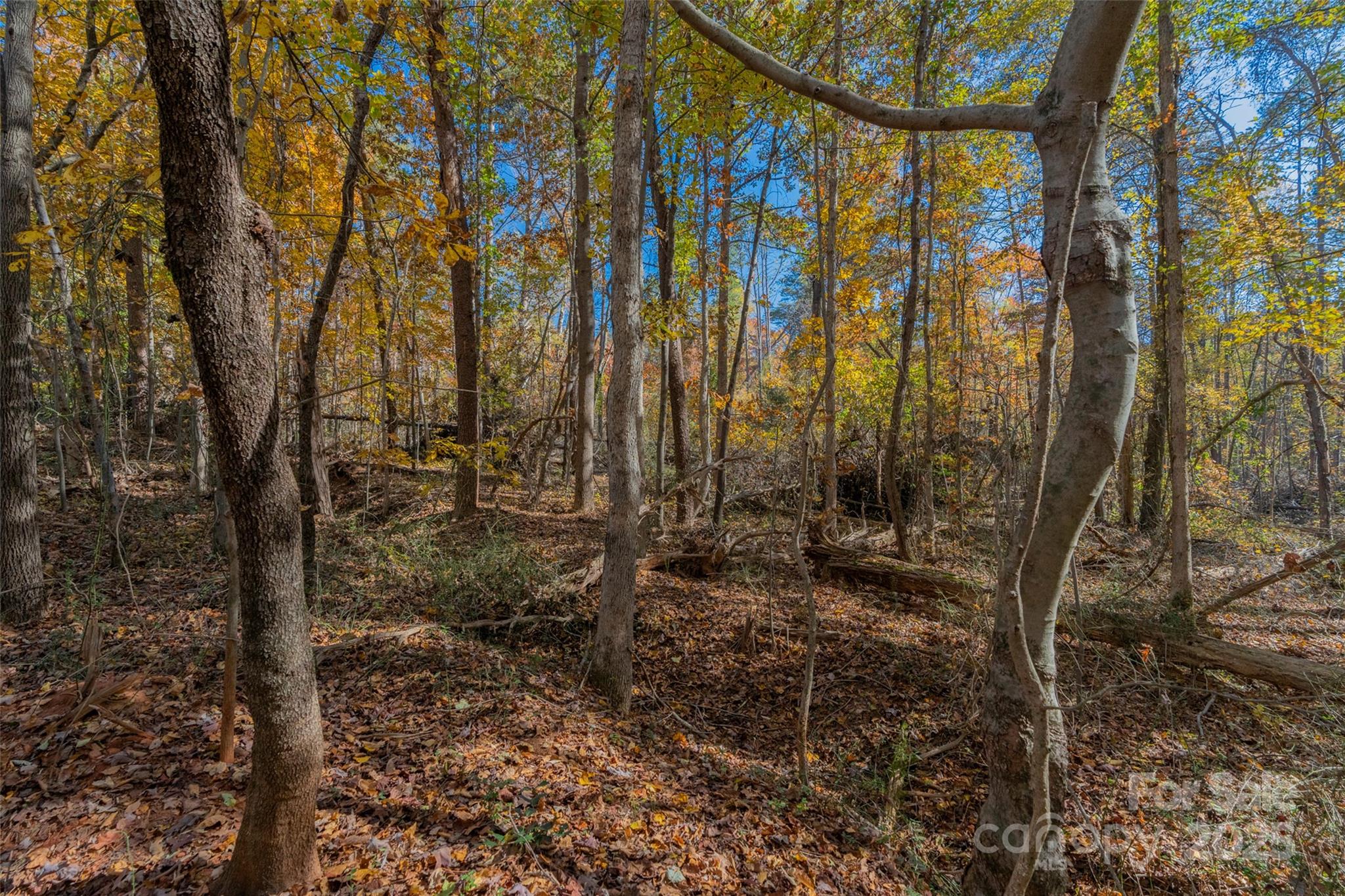 0 Bud Davis Road, Unit 4 Vale, NC 28168 - Photo 14 of 22 a view of forest