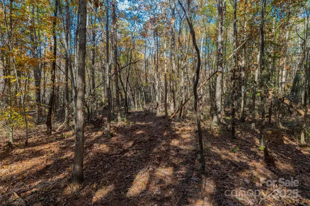 a view of a forest with trees