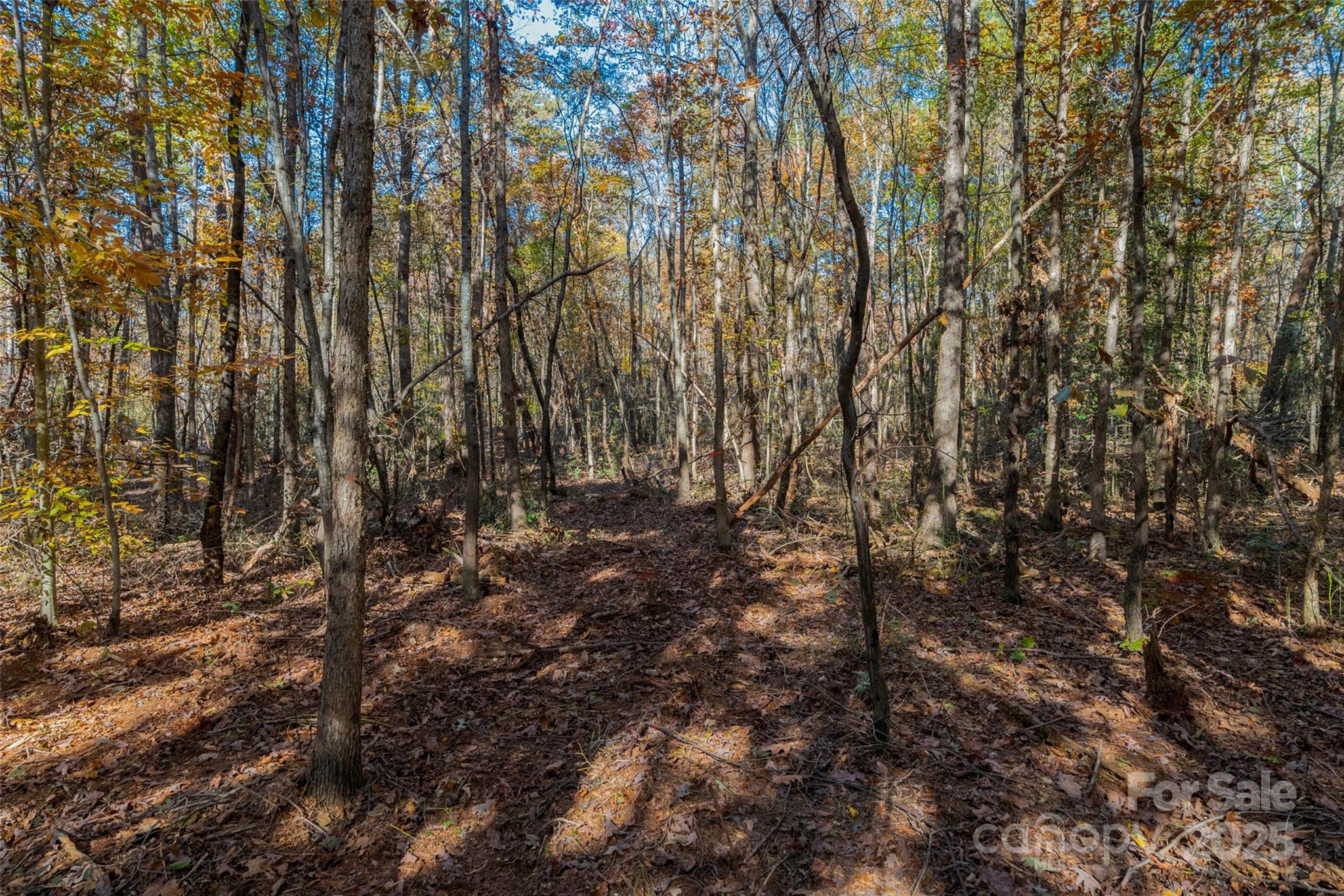 0 Bud Davis Road, Unit 4 Vale, NC 28168 - Photo 17 of 22 a view of forest