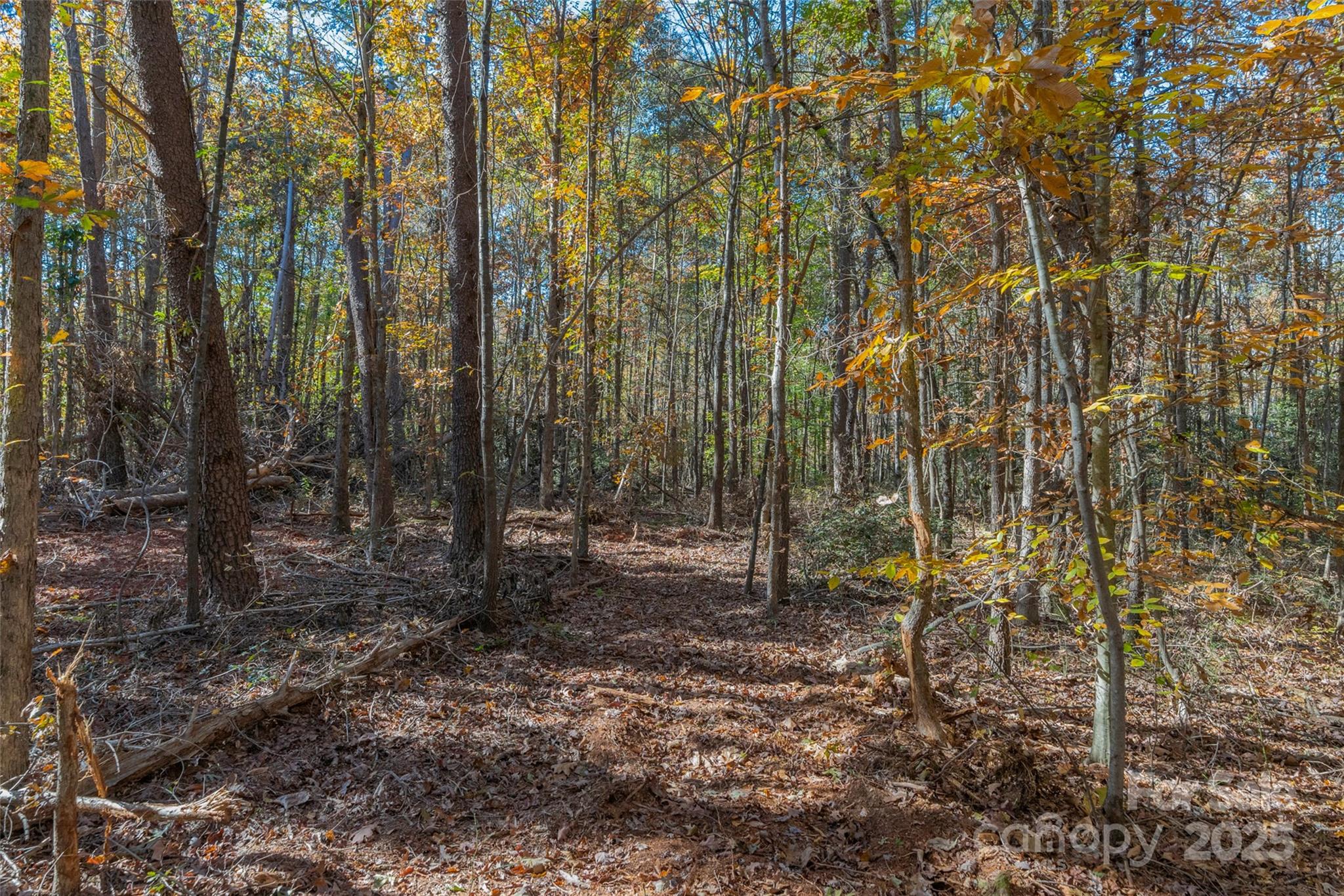 0 Bud Davis Road, Unit 4 Vale, NC 28168 - Photo 18 of 22 a view of a forest with trees