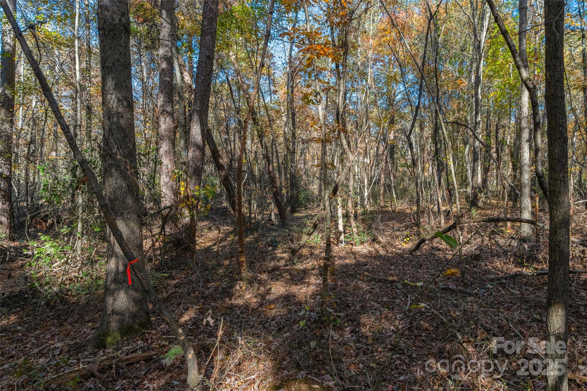 0 Bud Davis Road, Unit 4 Vale, NC 28168 - Photo 19 of 22 a view of forest