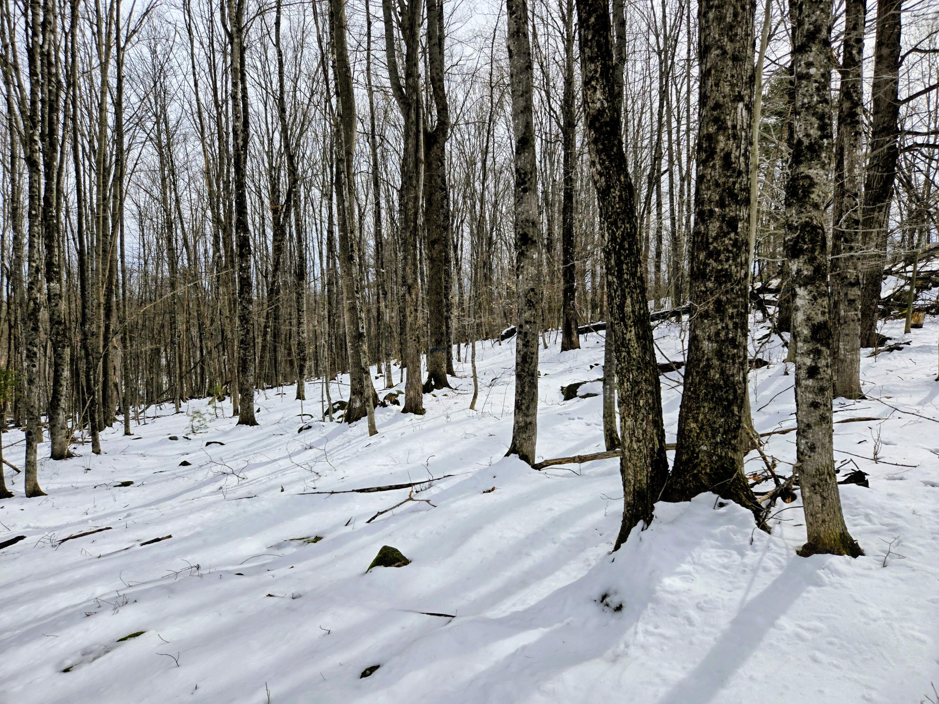 Lot 26 Canton Mountain Road Jay, ME 04239 - Photo 14 of 25 Lot 26 Canton Mountain Road