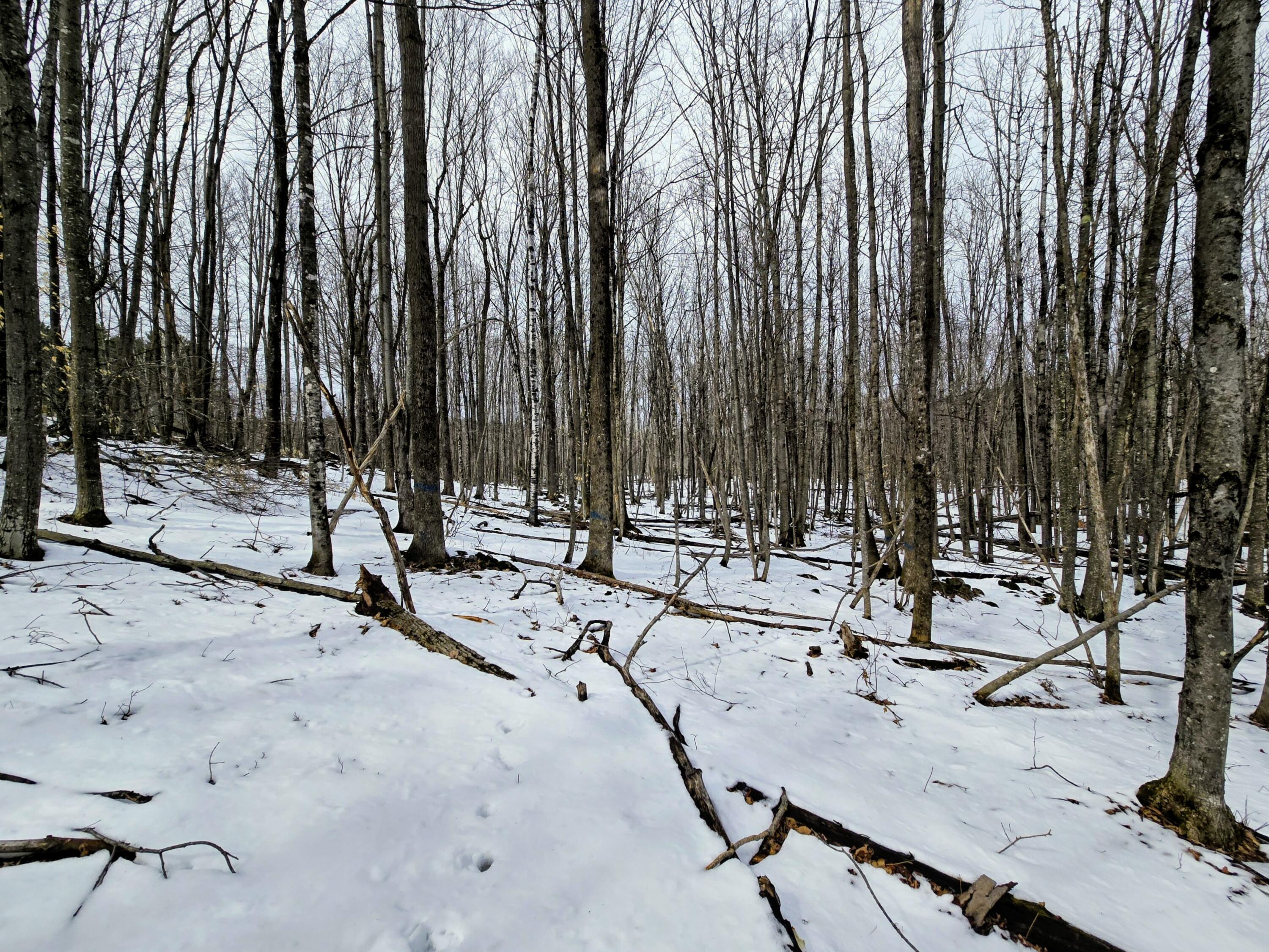 Lot 26 Canton Mountain Road Jay, ME 04239 - Photo 16 of 25 Lot 26 Canton Mountain Road
