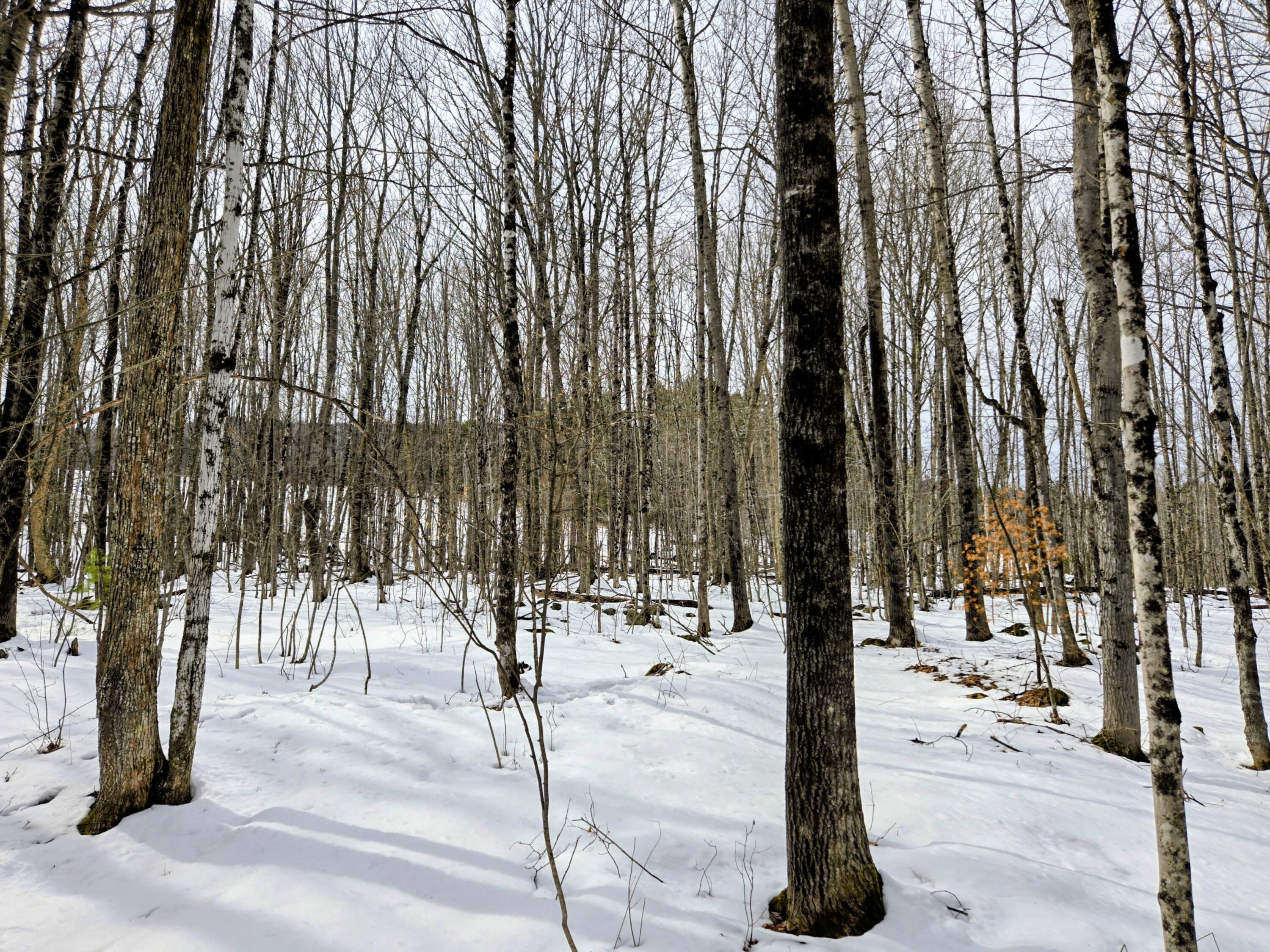 Lot 26 Canton Mountain Road Jay, ME 04239 - Photo 17 of 25 Lot 26 Canton Mountain Road