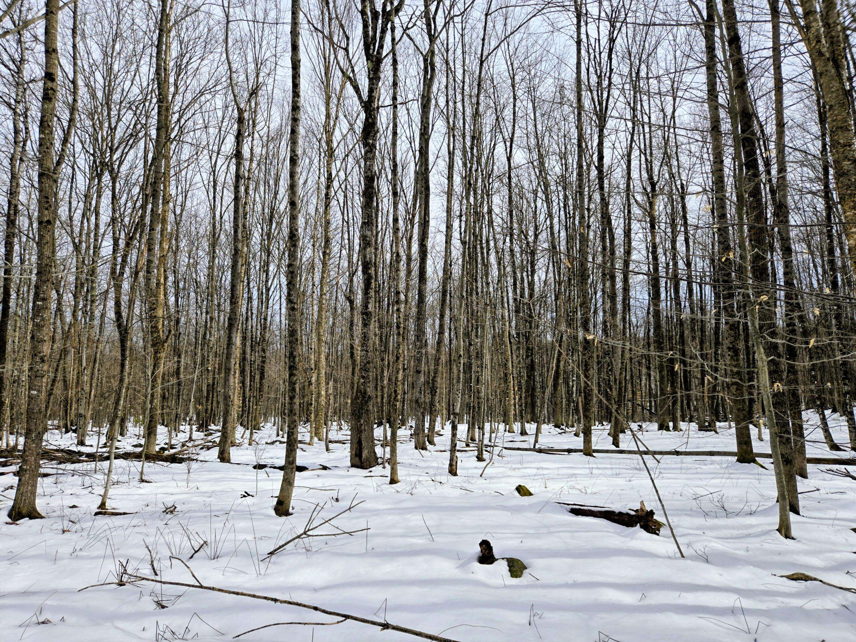 Lot 26 Canton Mountain Road Jay, ME 04239 - Photo 18 of 25 Lot 26 Canton Mountain Road