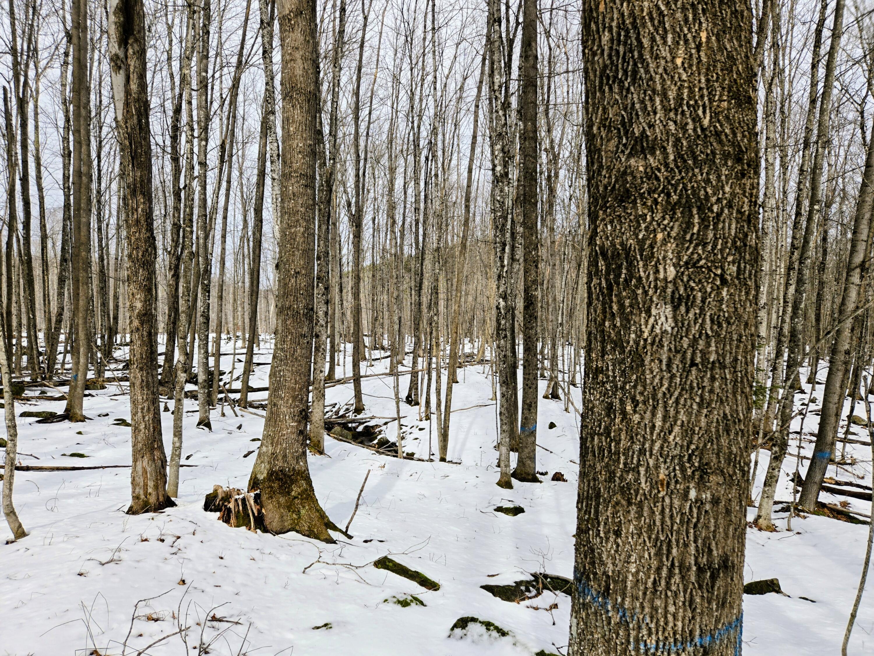 Lot 26 Canton Mountain Road Jay, ME 04239 - Photo 19 of 25 Lot 26 Canton Mountain Road