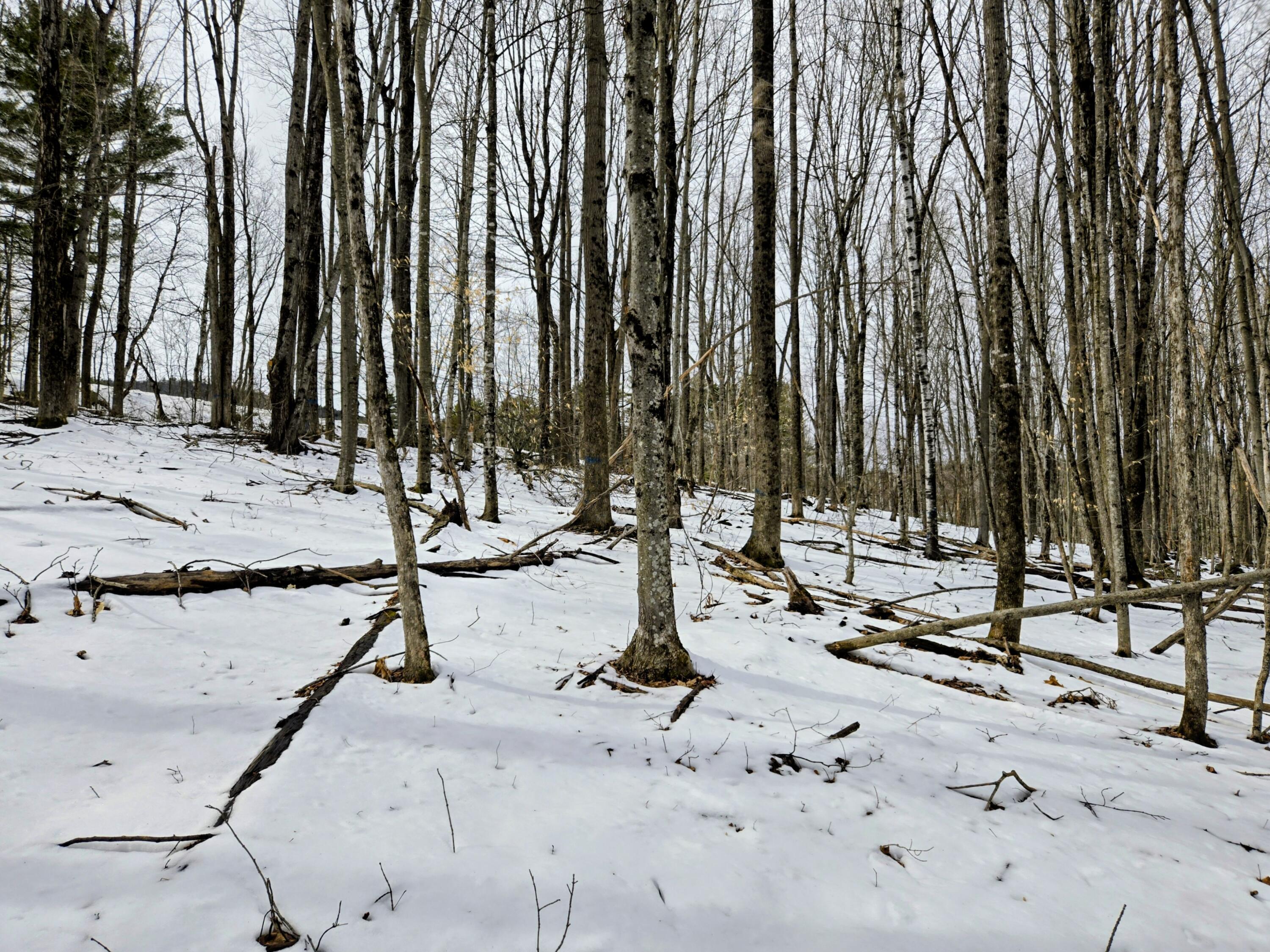 Lot 26 Canton Mountain Road Jay, ME 04239 - Photo 21 of 25 Lot 26 Canton Mountain Road~2