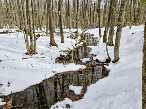 $45,000 | Lot 26 Canton Mountain Road, Jay, ME 04239