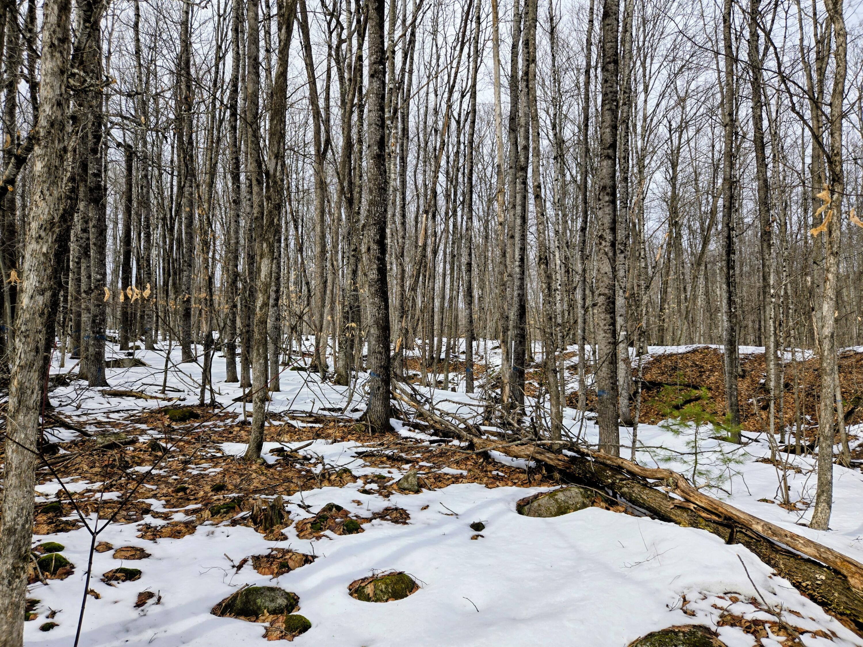 Lot 26 Canton Mountain Road Jay, ME 04239 - Photo 9 of 25 Lot 26 Canton Mountain Road