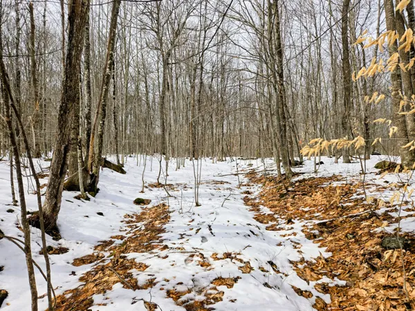 $45,000 | Lot 26 Canton Mountain Road, Jay, ME 04239