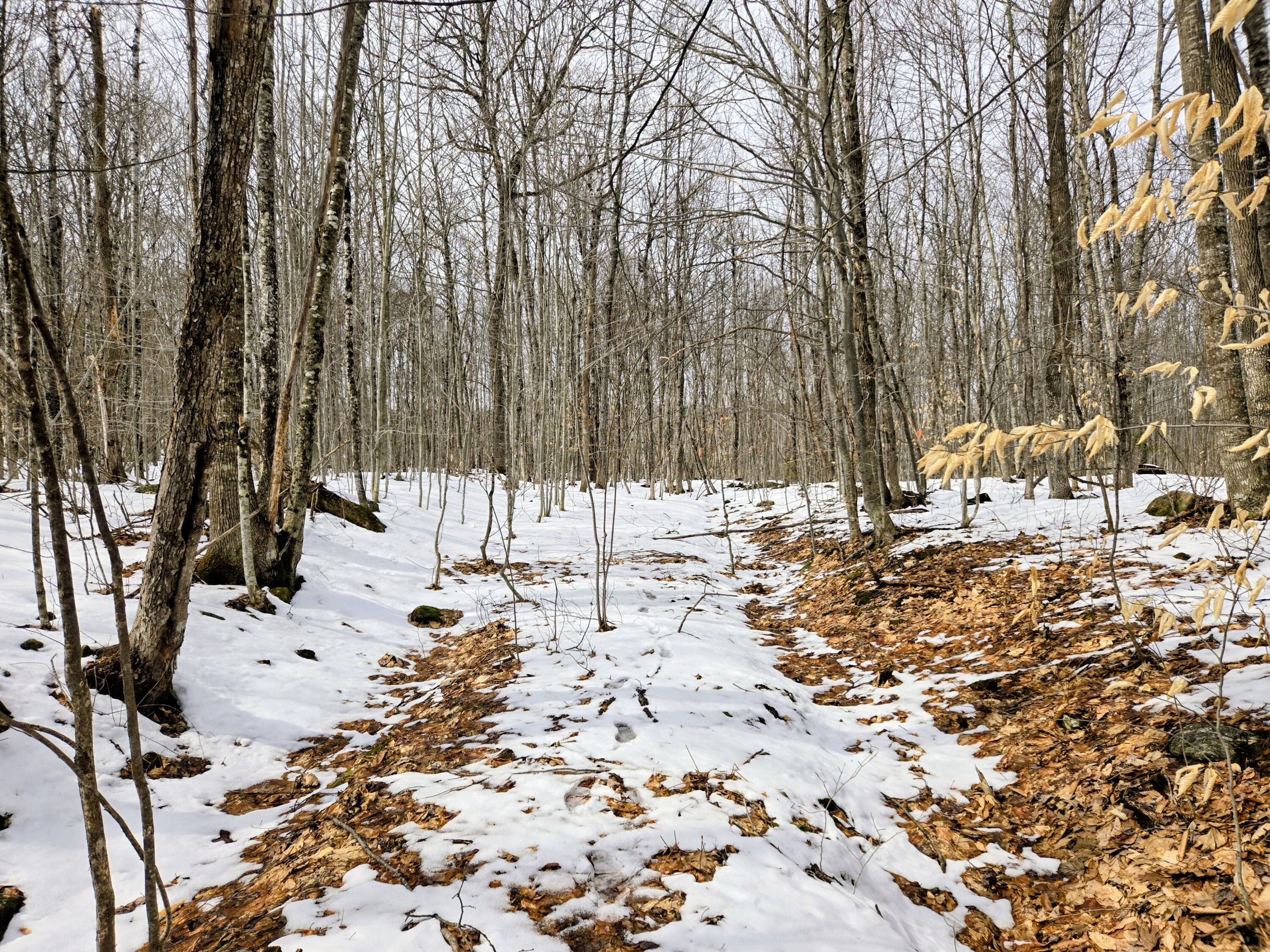 Lot 26 Canton Mountain Road Jay, ME 04239 - Photo 10 of 25 Lot 26 Canton Mountain Road