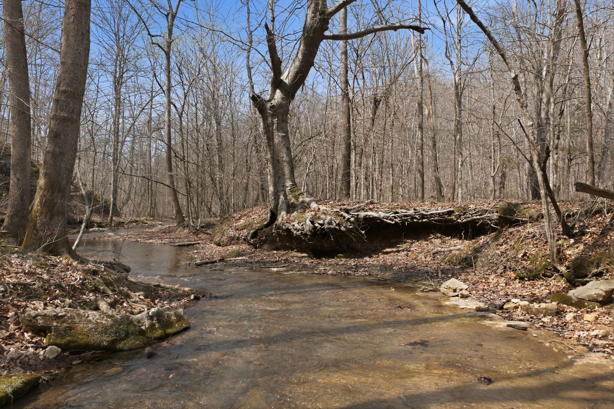0 Cave Branch Road Dickson, TN 37055 - Photo 20 of 27