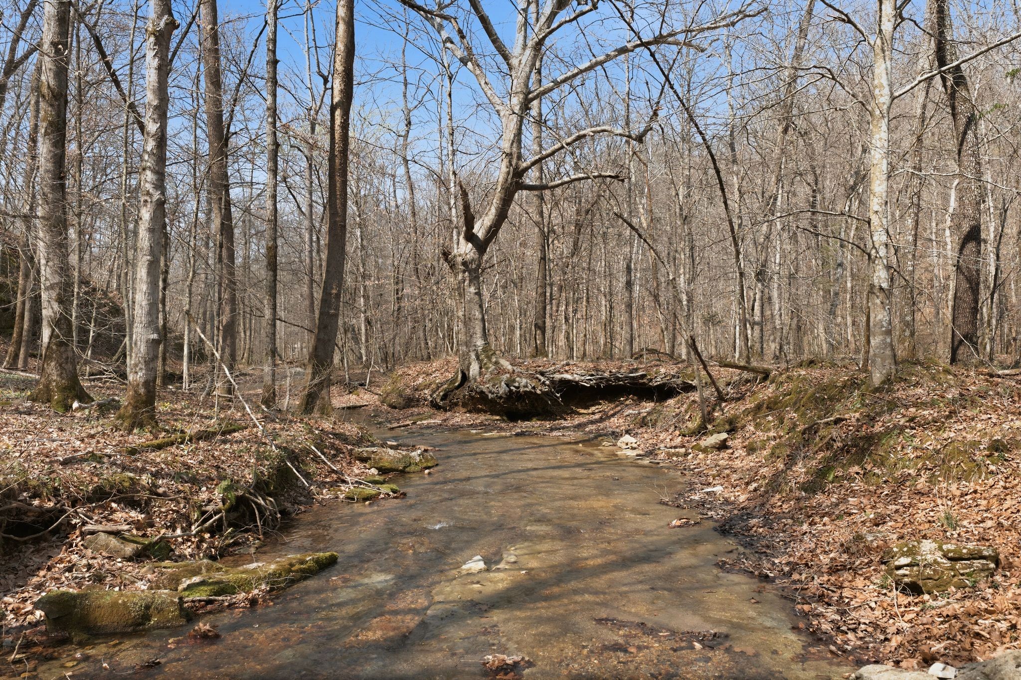 0 Cave Branch Road Dickson, TN 37055 - Photo 4 of 27