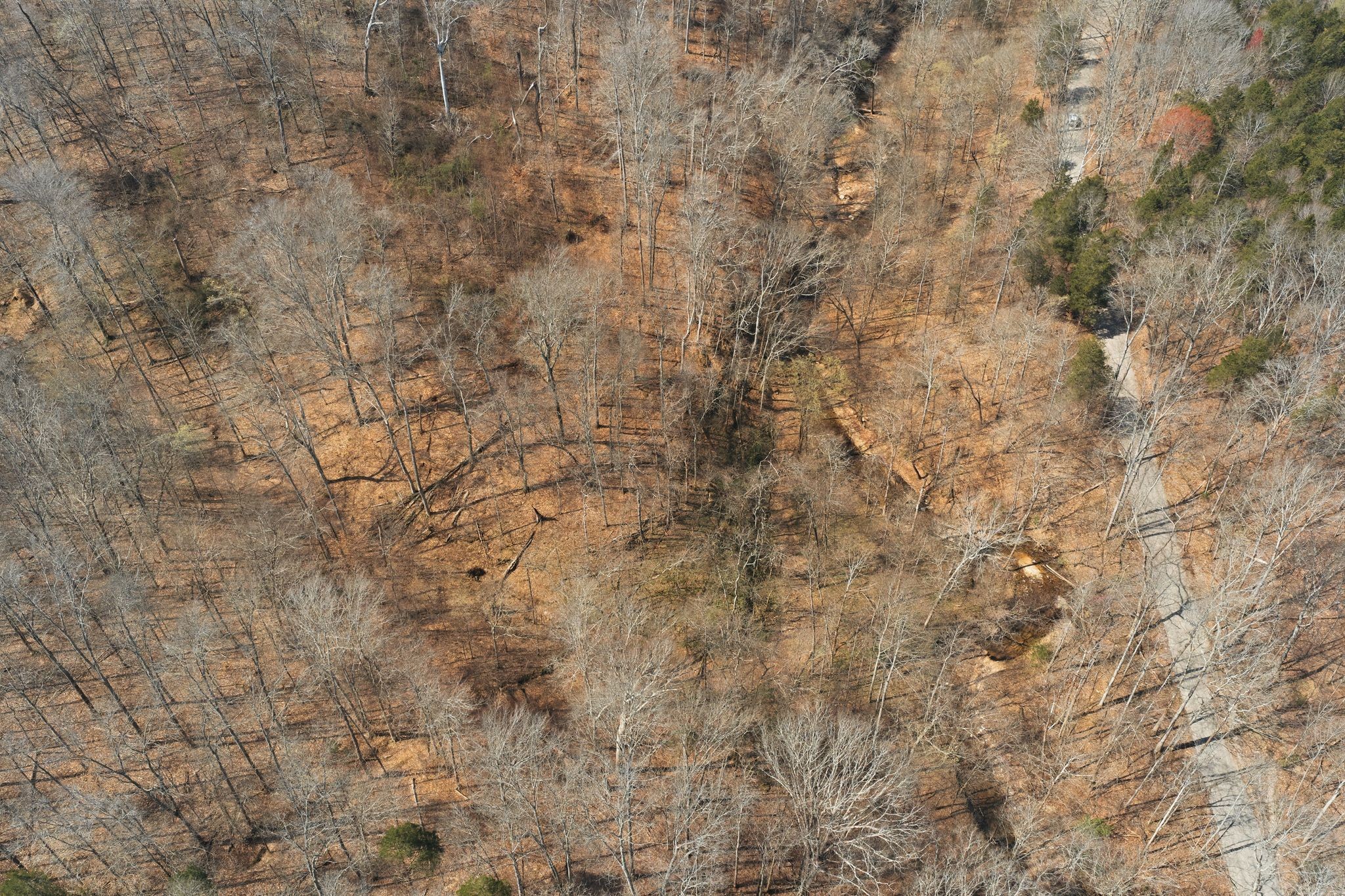 0 Cave Branch Road Dickson, TN 37055 - Photo 6 of 27