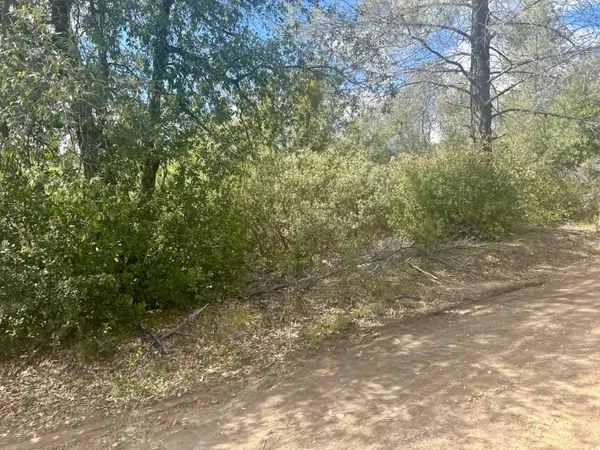 a view of a forest with lots of trees