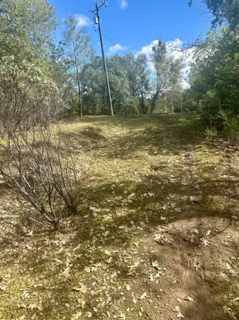 a view of a yard with a tree