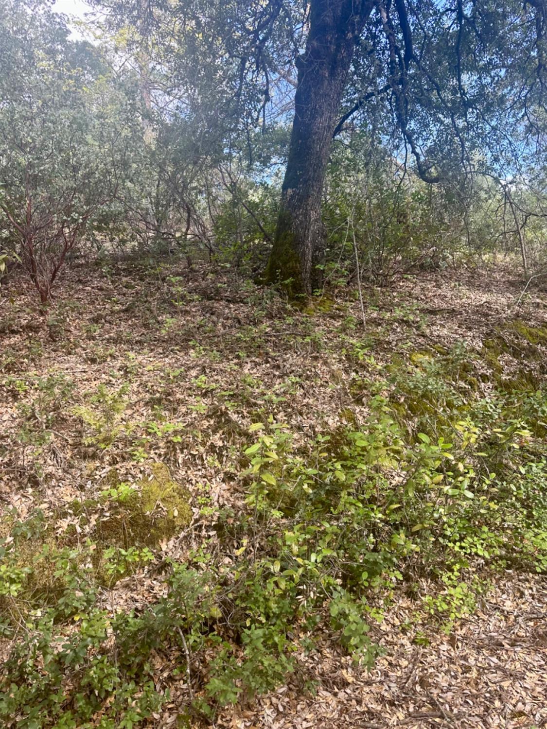 0 Par 26c-4 Sutter Creek Sutter Creek, CA 95685 - Photo 17 of 39 a view of a yard with a tree