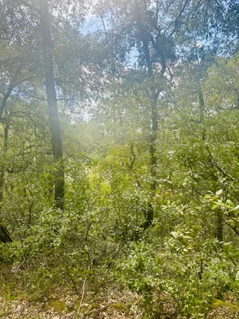 a view of a yard with plants and trees