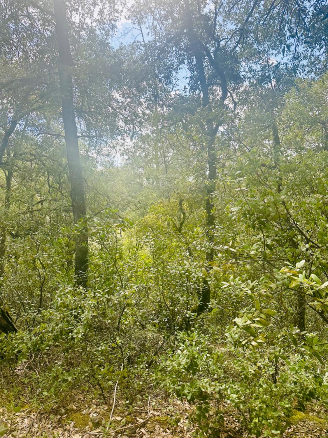 0 Par 26c-4 Sutter Creek Sutter Creek, CA 95685 - Photo 18 of 39 a view of a yard