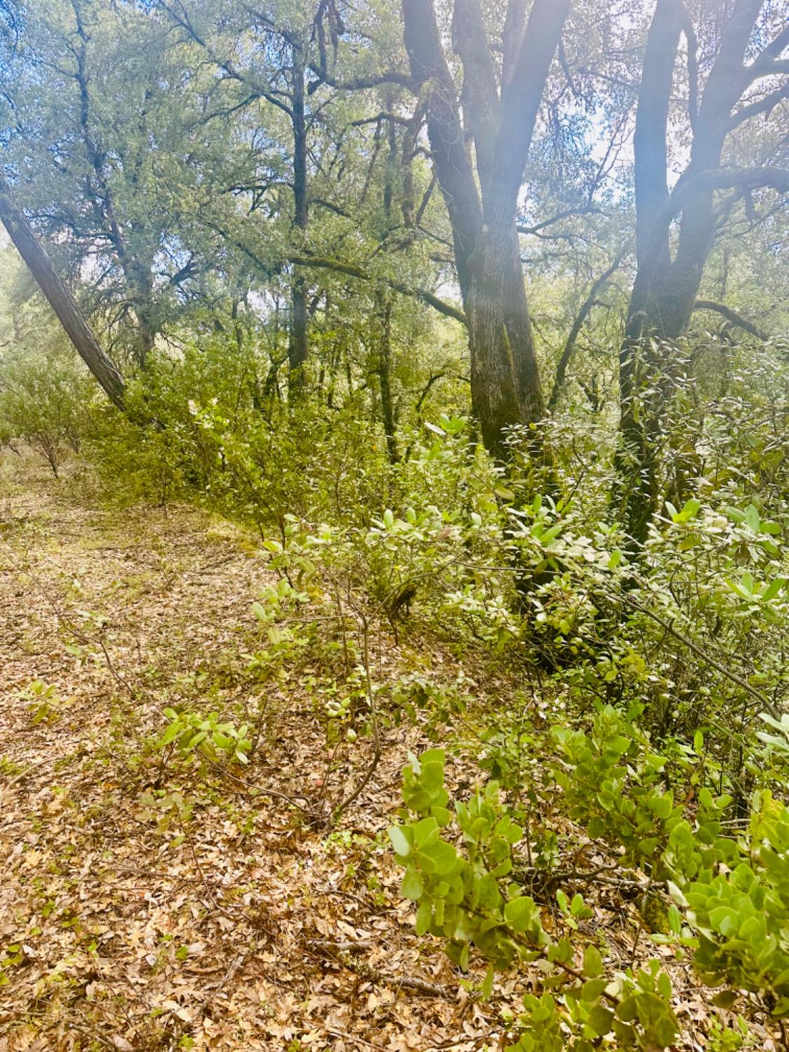 0 Par 26c-4 Sutter Creek Sutter Creek, CA 95685 - Photo 20 of 39