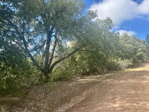 a view of a yard with a tree