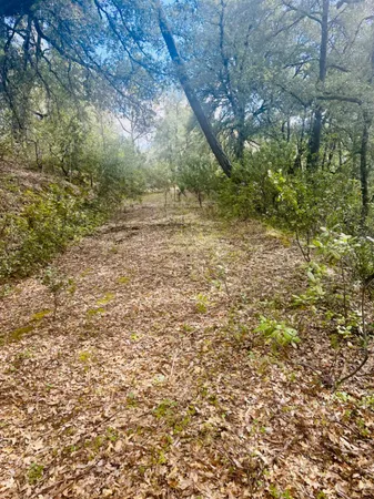 a view of a yard with a tree