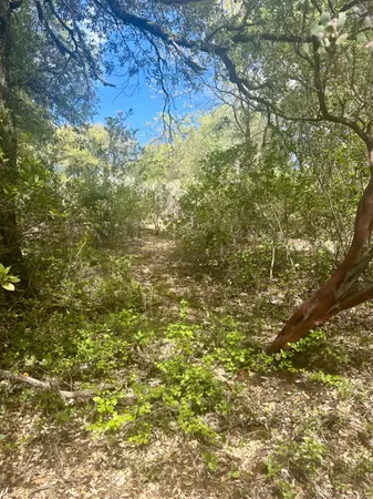 a view of a forest with lots of trees
