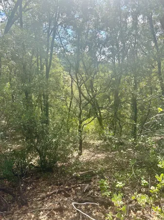 a view of a yard with a tree