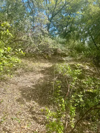 a view of a yard with a tree