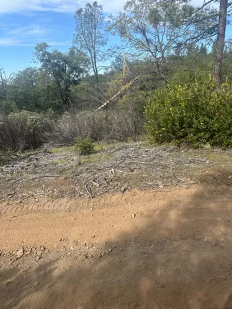 a view of a dirt road with large trees