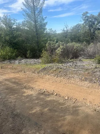 a view of a forest with lots of trees